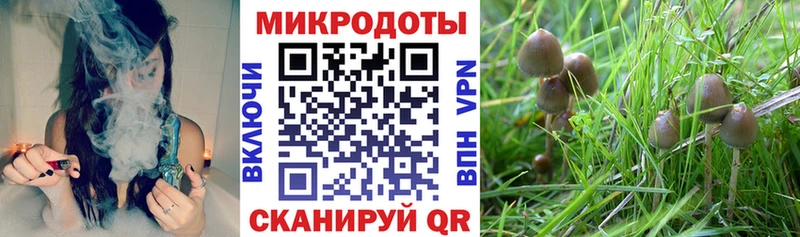 Галлюциногенные грибы мицелий  магазин продажи наркотиков  Южно-Сухокумск 